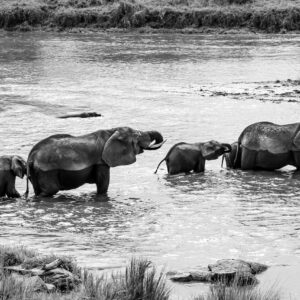 WONDERS OF OUR PLANET, Beauty of wildlife by Camille Massida Photography